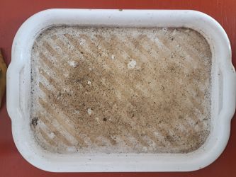 podmiska plna microgreens